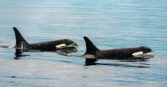 Penn Cove Pod Orcas Penn Cove Orcas Dolphin Conservation North America U S Endangered Species Act