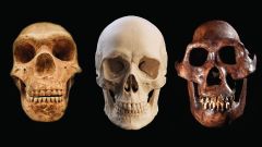 Homo Species Years H Paranthropus Smith