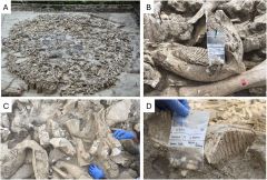 Bones Site Mammoths Bone Structure Hunter