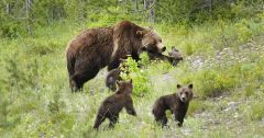 Bear Driver Bears States Grizzly Bears Wildlife