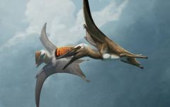 Pterosaur Fossil Pterosaurs Pterodactyloids Lauer Foundation Skiphosoura