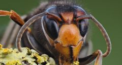 Hornets Murder Washington State Department Giant Murder Hornets News Sven Spichiger