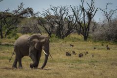 Elephants Group Elephant Calls Vocalizations Males