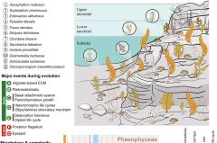 Brown Algae Algae Study Climate Change Species