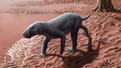 Therapsids Mammals Years Gorgonopsians Fossil Gorgonopsian