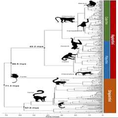 Species Timetree Timetrees Phylogenies Researchers Life