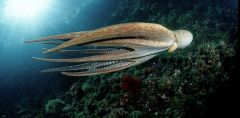 Octopus Cephalopods Cuttlefish Species Intelligence Brain