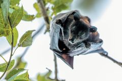 Bats Virus Bat Viruses Hendra Food