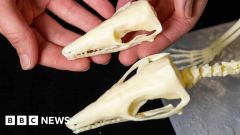 Mammals Fossils Skye Bbc News Dr Years