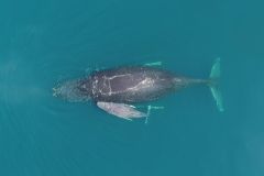 Calves Whales Calls Whale Vocalizations Milk