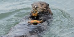 Otters West Coast Crabs Sea Southern Sea Elkhorn Slough