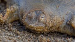 Turtle Turtles Rivers Chandragiri River Cantor's Southeast Asia