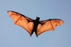 Bats Flight Limb Bat Mammals Evolution