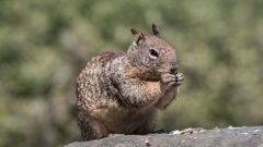 Squirrels California Ground Species Voles Study Behavior