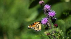 Butterflies Species Haddad Study Butterfly United States