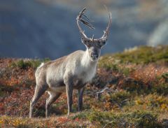 Caribou Southern Mountain Migration Habitat Disturbance Lamb