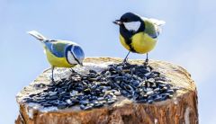 Birds Learning Social Learning Animals Study Behaviors