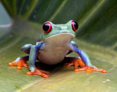 Heat Amphibians Species Pottier Warming Limits