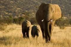 Elephants Keepers Animals Humans Study Researchers