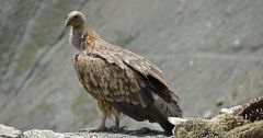 Vultures India Year Population Cbs News Carcasses