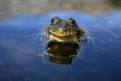 Sierra Nevada Frogs Lakes Amphibian Chytrid Fungus Species