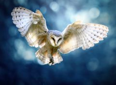 Barn Owls Barn Owl's Owls Feathers Prey